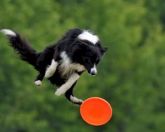 Frisbee para Cães